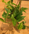 Pothos Neon Queen made by here at Twin Oaks Nursery & Supply