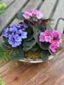 African Violet made by here at Twin Oaks Nursery & Supply