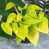 Pothos Neon made by here at Twin Oaks Nursery & Supply