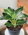 Philodendron Birkin - 6 Inch made by here at Twin Oaks Nursery & Supply