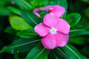 Vinca Full Flat - 18 ct (Periwinkle) made by here at Twin Oaks Nursery & Supply