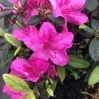 Encore Azalea Autumn Amethyst made by here at Twin Oaks Nursery & Supply