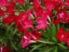 Hardy Red Oleander made by here at Twin Oaks Nursery & Supply