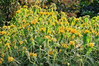 Jerusalem Sage made by here at Twin Oaks Nursery & Supply