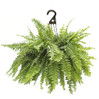 Boston Fern Hanging Basket
