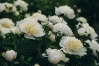 Peony 'Duchesse De Nemours' made by here at Twin Oaks Nursery & Supply