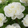 Peony 'Duchesse De Nemours'