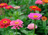Zinnia Full Flat - 18 ct made by here at Twin Oaks Nursery & Supply