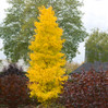 Sky Tower Ginkgo made by here at Twin Oaks Nursery & Supply