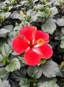 Tradewinds Starry Wind Tropical Hibiscus