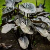 Kona Coffee Elephant Ear - 3 Gallon made by here at Twin Oaks Nursery & Supply