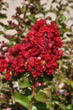 Siren Red Crape Myrtle