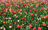 Bulb - Flowers