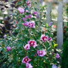 Purple Pillar Althea (Rose of Sharon) made by here at Twin Oaks Nursery & Supply