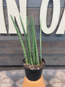 Sansevieria Cylindrica