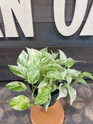 Pothos Snow Queen