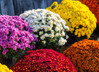 Mums (Chrysanthemum) - Assorted made by here at Twin Oaks Nursery & Supply
