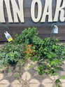 Ivy - Assorted Houseplants