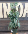Philodendron Brandi - 6 Inch made by here at Twin Oaks Nursery & Supply