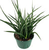 Sansevieria - Fernwood