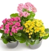 Flowering Kalanchoe