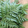 Leatherleaf Fern made by here at Twin Oaks Nursery & Supply