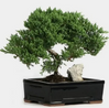 Bonsai - Assorted made by here at Twin Oaks Nursery & Supply