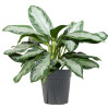 Chinese Evergreen - Assorted