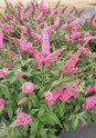 Trippy Pink Butterfly Bush