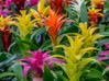 Bromeliad - Assorted made by here at Twin Oaks Nursery & Supply