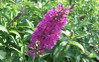 Flutterby Tutti Fruitti Pi Butterfly Bush made by here at Twin Oaks Nursery & Supply