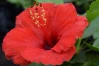 Tortuga Wind Tropical Hibiscus made by here at Twin Oaks Nursery & Supply