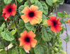 Black-Eyed Susan Vine - Assorted made by here at Twin Oaks Nursery & Supply
