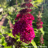 Funky Fuchsia Butterfly Bush