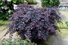 Jazz Hands Variegated Loropetalum made by here at Twin Oaks Nursery & Supply