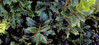 Oakland Holly - Tree Form made by here at Twin Oaks Nursery & Supply