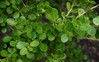 Japanese Boxwood made by here at Twin Oaks Nursery & Supply