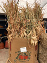Corn Stalk Bundle made by here at Twin Oaks Nursery & Supply