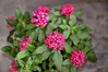 Pentas Full Flat - 18 ct made by here at Twin Oaks Nursery & Supply