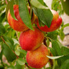 Nectarine Trees – Twin Oaks Nursery & Supply Online