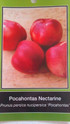 Nectarine Trees – Twin Oaks Nursery & Supply Online