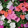Impatients Full Flat -18 ct made by here at Twin Oaks Nursery & Supply