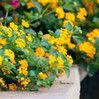 Lantana Full Flat - 18 ct made by here at Twin Oaks Nursery & Supply