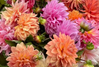 Dahlia - Assorted Varieties
