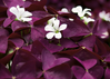 Oxalis - Assorted Varieties