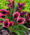 Calla Lily - Assorted Varieties