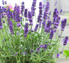 Lavender - Assorted Varieties