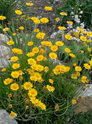 Four Nerve Daisy made by here at Twin Oaks Nursery & Supply