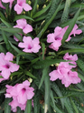 Dwarf Mexican Petunia - Dwarf Ruellia - Assorted Varieties
