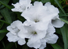 Dwarf Mexican Petunia - Dwarf Ruellia - Assorted Varieties